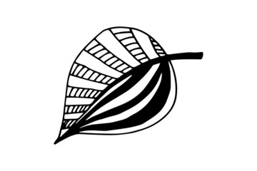 Abstract leaves and flowers doodle set vector illustration