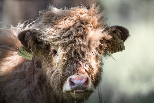 Close up of a young highland cow