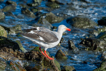 Dolphin Gull (Leucophaeus scoresbii) in Ushuaia area, Land of Fire (Tierra del Fuego), Argentina