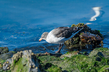 Dolphin Gull (Leucophaeus scoresbii) in Ushuaia area, Land of Fire (Tierra del Fuego), Argentina