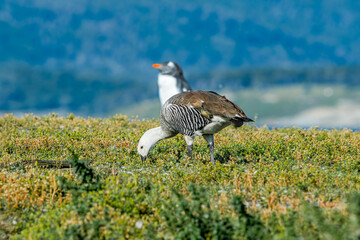 Male of Upland Goose (Chloephaga picta) at Gentoo Penguin colony, Land of Fire (Tierra del Fuego), Argentina