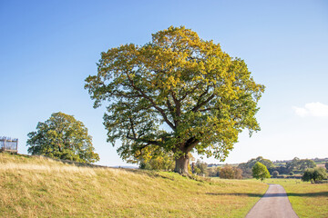 Old oak tree in the autumn.