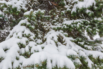 snow on pine tree nature texture or background
