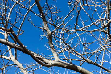 tree without leafs and blue sky 