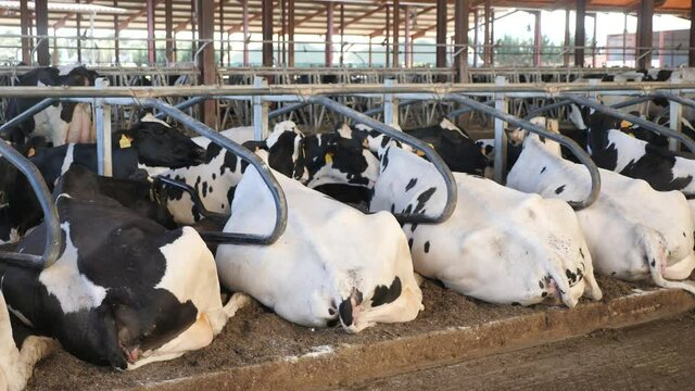 Herd of dairy cow resting in cowshed at dairy farm