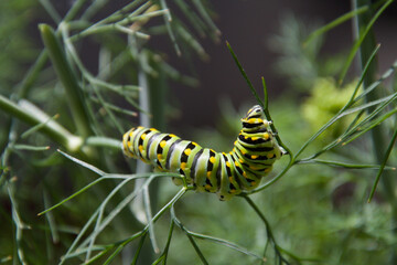 Black Swallowtail Caterpillar on Dill Plant