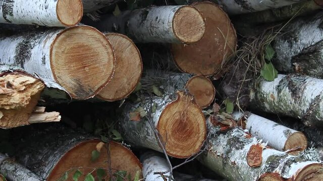 A pile of birch firewood lies on the grass. Chopped firewood stacked in a pile. Pile of logs for fireplace