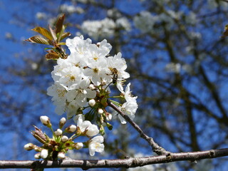 Bright white chrerry blossoms with a bee angainst a blue sky