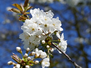 Bright white chrerry blossoms angainst a blue sky