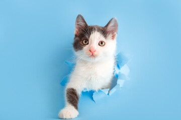 Cute white and gray kitten animal climbs out with paw of paper hole frame isolated on blue color background. Cat pet peeks out of hole with interest. Creative minimal layout concept