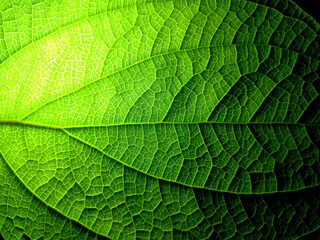 green leaf texture