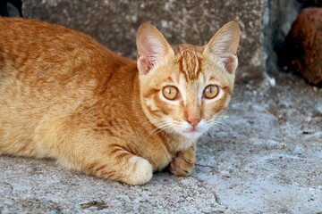 golden kitten sitting and looking