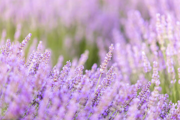 Lavender bushes closeup on sunset. Sunset gleam over purple flowers of lavender. Provence region of...