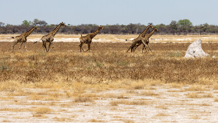 Fünf flüchtende Giraffen in der Seitenansicht im Etosha Nationalpark