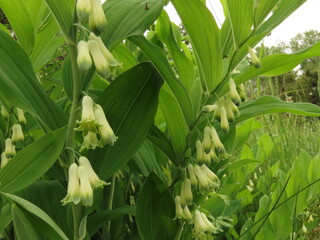 Obraz premium lily of the valley