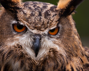 Horned Owl Close-up
