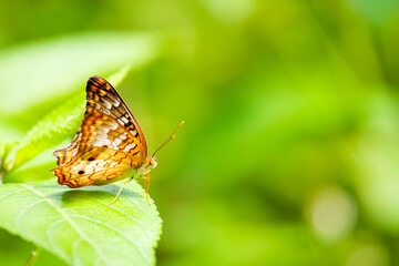 Fototapeta na wymiar Colorful butterfly resting on a leaf.