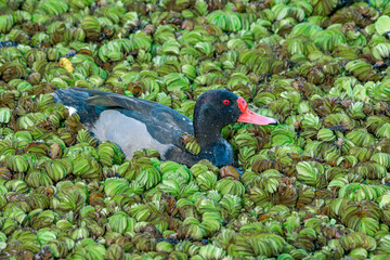Rosy-billed Pochard (Netta peposaca) drake in pond overgrown with Giant Salvinia (Salvinia molesta) in park, Buenos Aires, Argentina