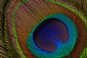 Fototapeta premium Macro image of peacock feather,Peacock Feather 