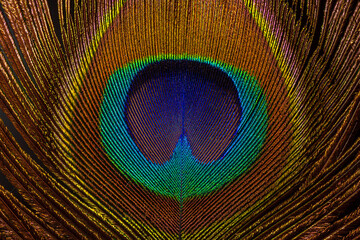 Macro image of peacock feather,Peacock Feather 
