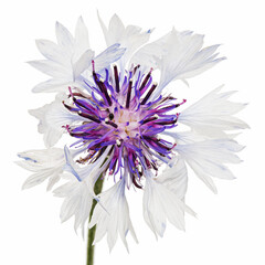 Obraz premium White-violet flower of cornflower, lat. Centaurea, isolated on white background