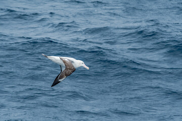 Wandering Albatross (Diomedea exulans) in South Atlantic Ocean, Southern Ocean, Antarctica