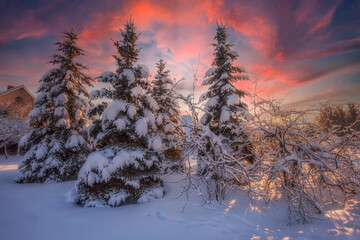 Fototapeta na wymiar Christmas trees in the snow against the backdrop of a beautiful and colorful sunset, stunning sky and sunlight