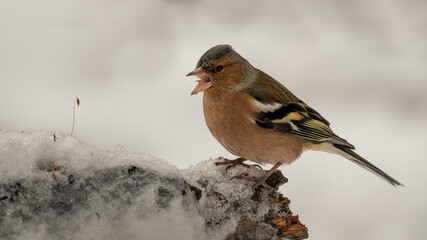 bird, natur, wild lebende tiere, tier, finch, spatz, schnabel,