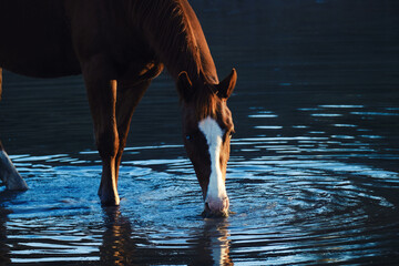 Sorrel quarter horse getting drink of water from pond on farm for livestock hydration.