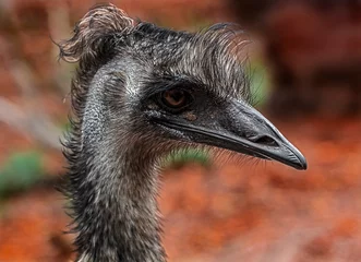 Zelfklevend Fotobehang Ostrich emu`s head. The biggest australian bird. Latin name - Dromaius novaehollandiae  © Mikhail Blajenov