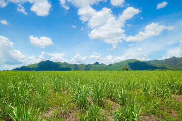 Fototapeta na wymiar Country side view with sugar cane in the cane fields with mountain background. Nature and agriculture concept. 