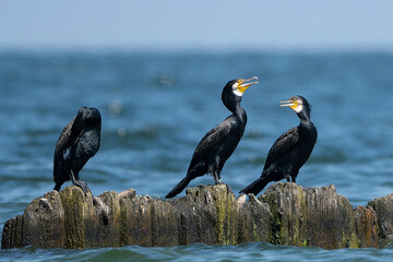 cormorant