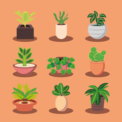 set of houseplants