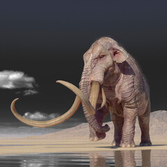 Obraz premium mammoth is walking in the desert after rain