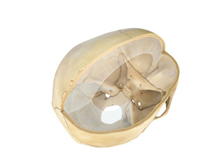 Human skull transversal cross-section view. On white background. 3d rendering. falx cerebri
