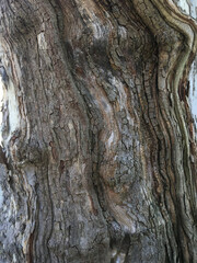 olive tree bark