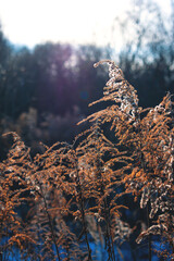 Dried flowers in winter. Background image with flowers. The texture of the inflorescences.