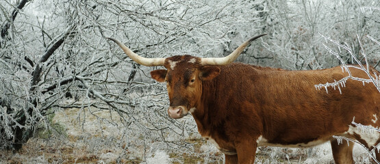 Ice storm in rural farm field with Texas longhorn cow looking at camera closeup for cold weather...