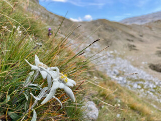Edelweiss in the Swiss Alps, Lower Engadine, Grisons.