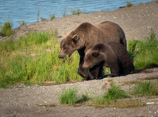 A sow brown bear (Ursus arctos) and her cub stand on the shore of Naknek Lake near Brooks Falls in Katmai National Park, Alaska. 