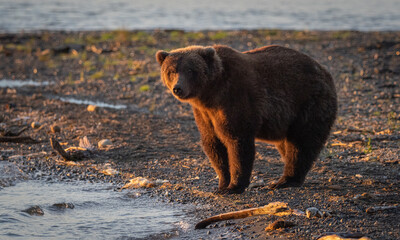 Obraz premium A brown bear (Ursus arctos) in morning sunlight on the shore of Naknek Lake near Brooks Falls in Katmai National Park, Alaska.