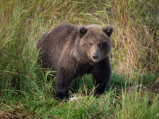 A young cub brown bear (Ursus arctos) stands in the grass beside the Brooks River in Katmai National Park, Alaska. 