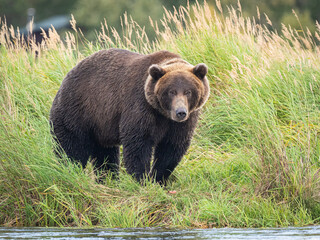A fat brown bear (Ursus arctos) looks over the Brooks River near Brooks Falls in Katmai National Park, Alaska.