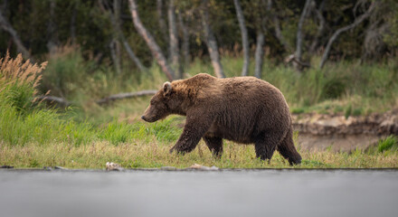 Obraz na płótnie Canvas A fat brown bear (Ursus arctos) walks along the shore of the Brooks River near Brooks Falls in Katmai National Park, Alaska. 