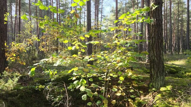 View of the forest in fall collors on a sunny day