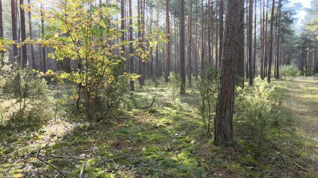 View of the forest in fall collors on a sunny day