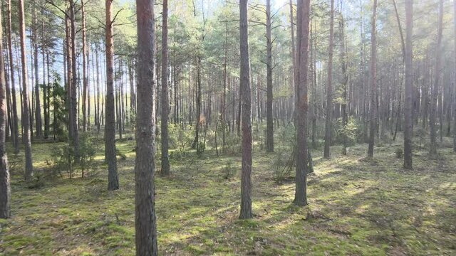 View of the forest in fall collors on a sunny day