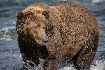 A fat brown bear (Ursus arctos) stands in the Brooks River in Katmai National Park, Alaska. 