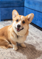 Cute, playful ginger corgi puppy. Pedigree dog.