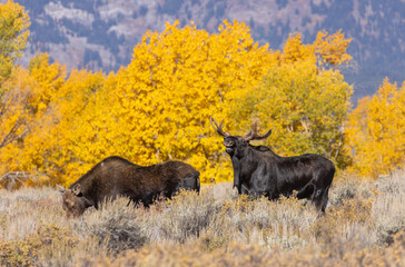 Bull and Cow Moose Rutting in Autumn in Wyoming